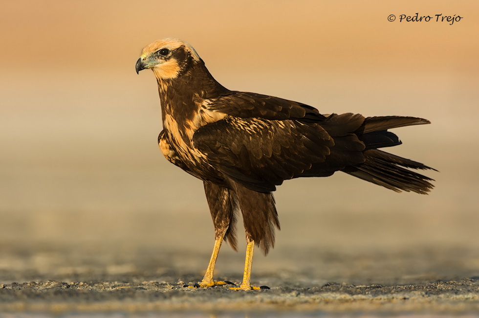 Aguilucho lagunero (Circus aeruginosus)